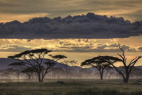 coiour-my-world:Photo by Amnon Eichelberg by HumanTheme.com on Flickr.Photographed in Kenya, Africa