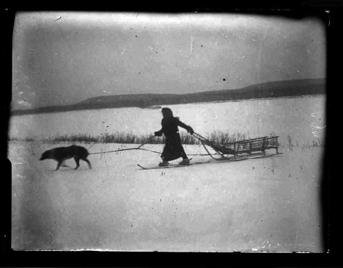 coldthinwolf:Женщина тащит ручную нарту, в помощь ей впряжена собака. Кеты. Красноярский край. 1931