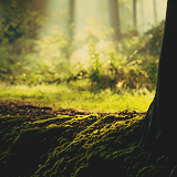    I just want my life to be like these pictures → enchanted forest   
