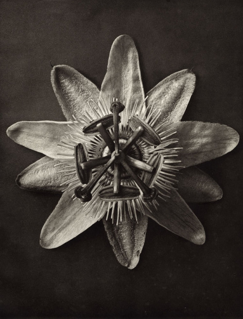 nobrashfestivity:Karl Blossfeldt, Botanical Photographs, Late 1920′s Etherton Gallery