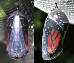 deformutilated:  Monarch butterfly prior