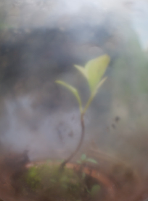 In an allotment garden in Paris - 2019