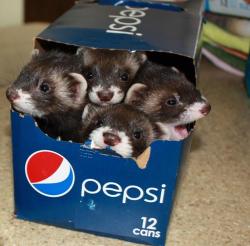 cubeybooby: fuckyeahferrets:  Source  i reach in and grab one and don’t realize i did not grab a soda until i touch it to my lips and feel a wet nose and find out i accidentally gave a big kiss to a woozle 