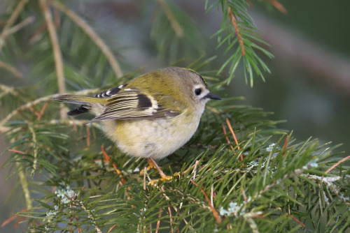 michaelnordeman:The goldcrest/kungsfågel is the smallest European bird, 8.5–9.5 cm in length, with a