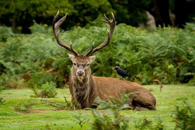 feather-haired:Stag and Crows by Michael Rammell ❁