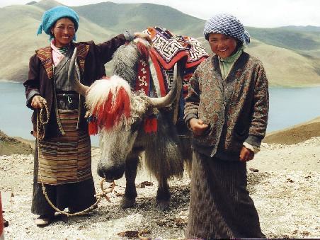 ezasillert:Tibetan Yak