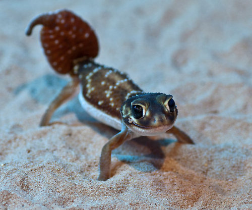 Smooth Knob-Tailed Gecko - Bernie Rosser