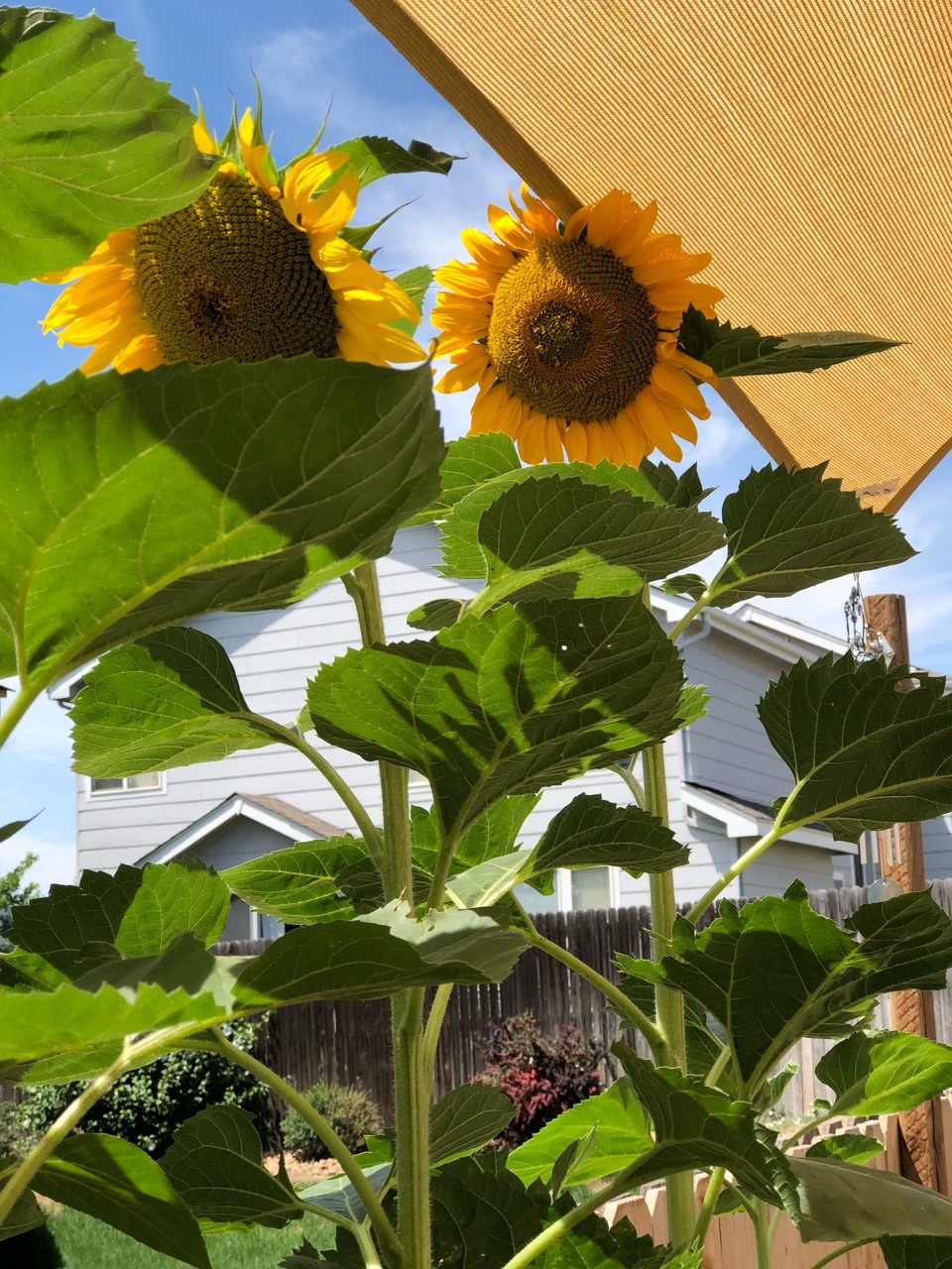lilcrystalkitty:My sunflowers are in bloom and I’m so happy 🌻🌿🐝
