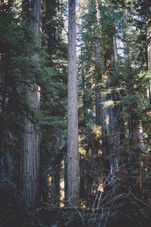 lastinq:  kodiiakk:  lemon-infused-feminist:  nature / spiritual  for the wild heart  //nature//