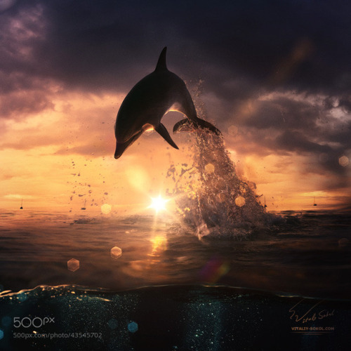 beautiful dolphin jumping from shining water by willyam