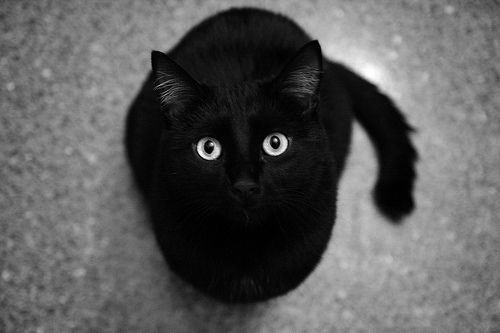 The Black Cat porn pictures