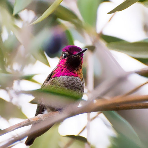 art-tension:Tracy Johnson Captures  Close-Ups Of  Hummingbirds Beauty In Her Backyard   facebook | i