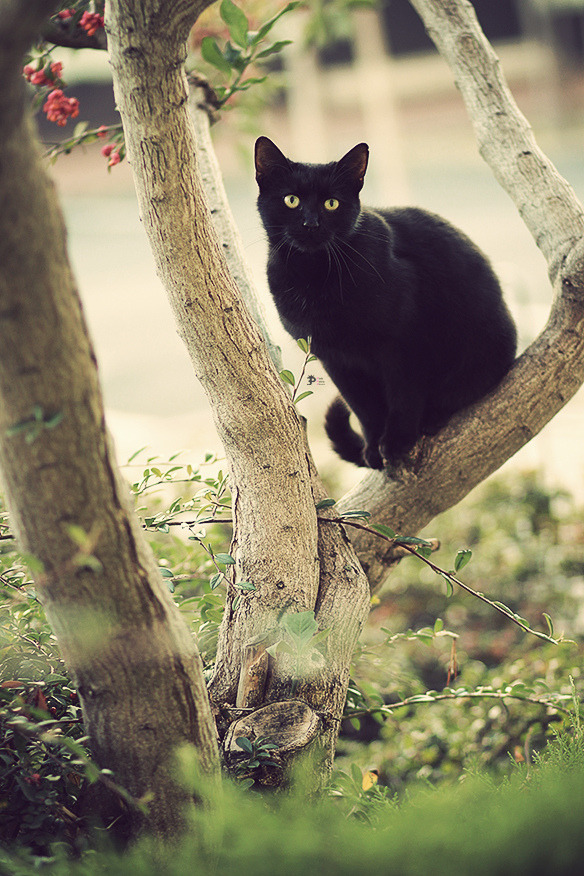 photogenicfelines:  (PinkPetra) 
