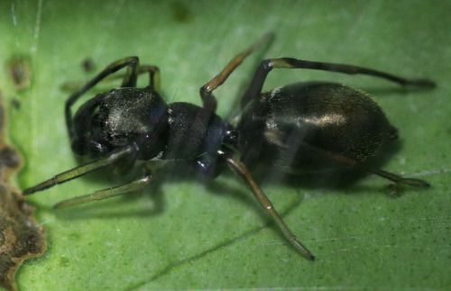 Here&rsquo;s an ant mimicking jumping spider - Myrmarachne Spp. and an ant from one branch over.