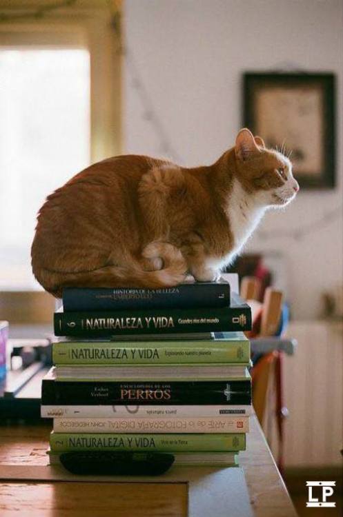 daily–cats:  Cats & Books ♡ porn pictures