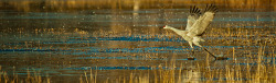 &ldquo;Cleared for Takeoff&rdquo; Greater sandhill crane at Bosque del Apache, near San Antonio NM.Imaged on my recent trip to the Colorado PlateauNov 2012