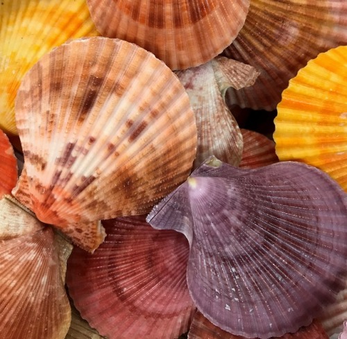 shortbusgus:She sells seashells by the seashore.The shells she sells are surely seashells.So if she 