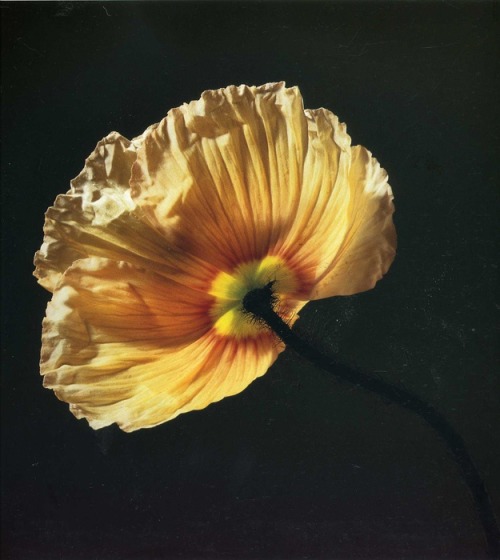 nobrashfestivity:robert mapplethorpe