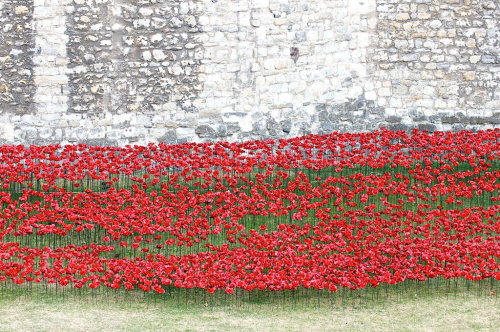 asylum-art:  Paul Cummins: 888,246 Ceramic Poppies Flow Like Blood from the Tower of London to Commemorate WWIt  The moat that surrounds the Tower of London has long stood empty and dry. This summer, it’s getting filled with 888,246 red ceramic poppies,