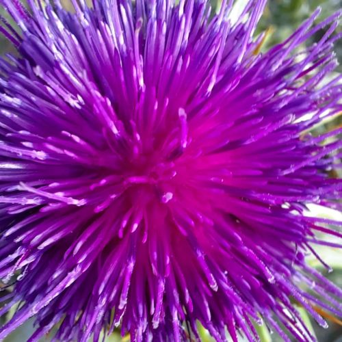 Firework #macrophotography #macro #flowersofinstagram #flowers #cardomariano #sylibummarianum #jardi