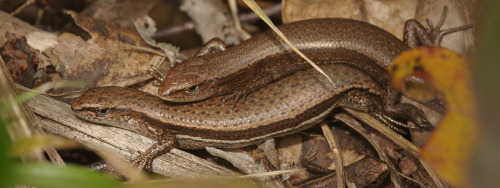 Skink snuggles! These are rainbow skinks - Lampropholis delicata - they sometimes have an iridescent