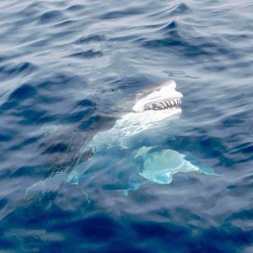 A photo from our archives of this Great White Shark just below the surface.Yesterday’s trip did not 