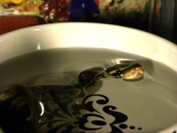 phantastus:  adorablesnakes:  PLEASE I NEED HELP. Anyone in Massachusetts, or near Massachusetts, I’m going to be evicted in seven days if I don’t find a good, new home for my ball python, Pumpkin. This post got pretty popular so I’m hoping someone