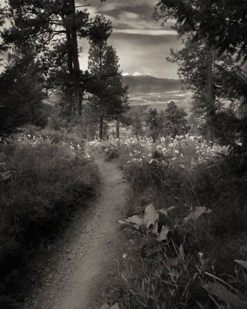 j-appleseed:Lolo peak and trail. Ran through a plume of bear scent cresting this hill. It was close!