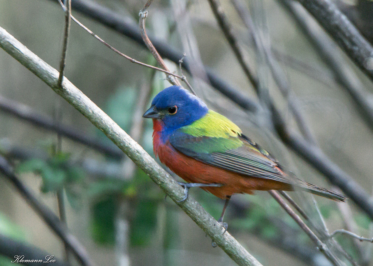 Painted Bunting
When I get to be in charge I intend to rename this the Easter Bird.