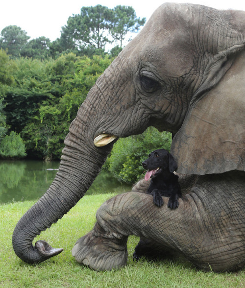 shaolinsuckerpunch: p0kemina: cholabbygirl:OmfgI WILL NEVER NOT LOVE THE BABIES Having an elepha