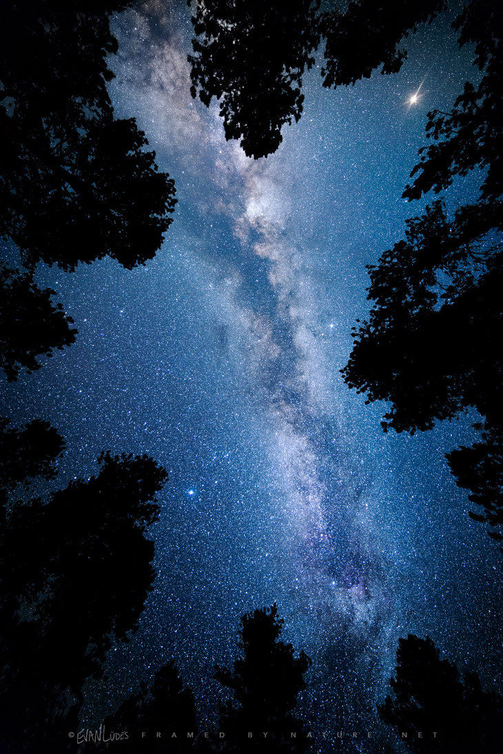 end0skeletal:    The Celestial Canopy by FramedByNature  