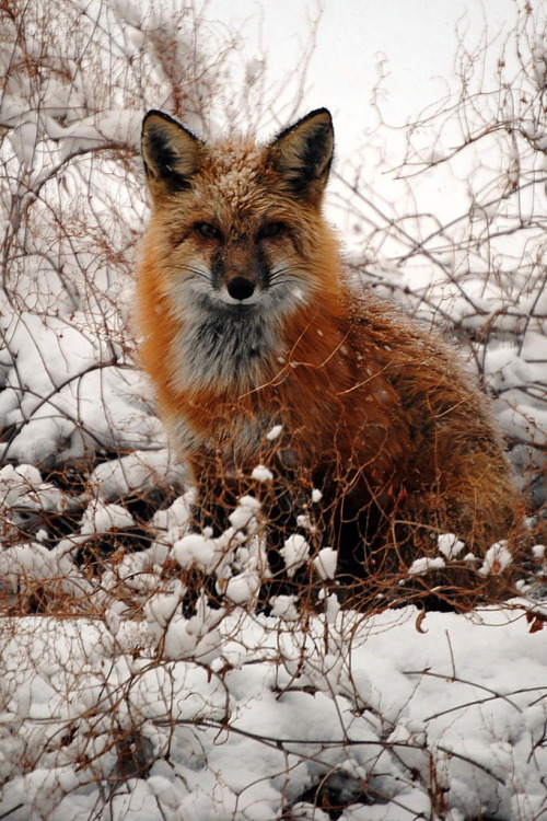 Fox on our fence by Steve and Shanon Lawson