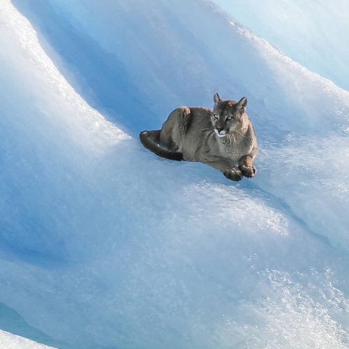 debelice:El Calafate Tierra de Glaciares, Argentina —— A puma floating on an Iceberg in Argentinian 