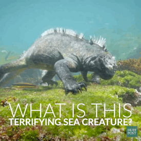 mosswyrm:bogleech:squeedge:rate-my-reptile:huffingtonpost:What Is This Terrifying Giant Sea Creature
