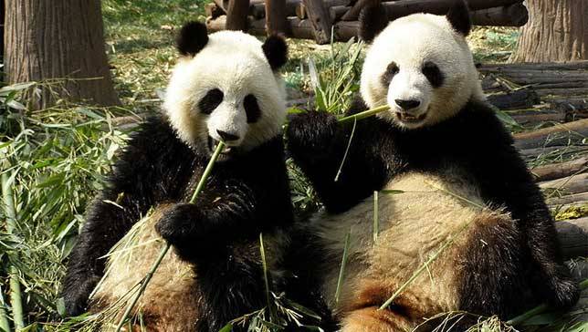 Pandas love bamboo and … sweets?
Pandas lap up naturally sweetened sugar water, but don’t try to serve them the diet version.