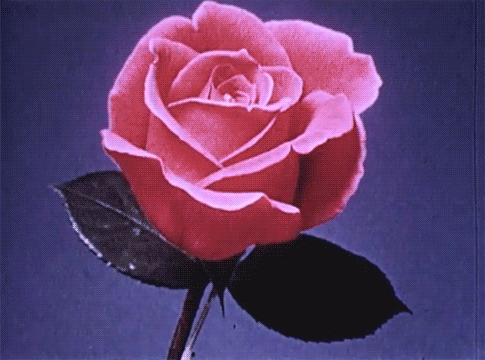 bitchylightdaze:  Mi corazón esta marchito al igual que una flor 