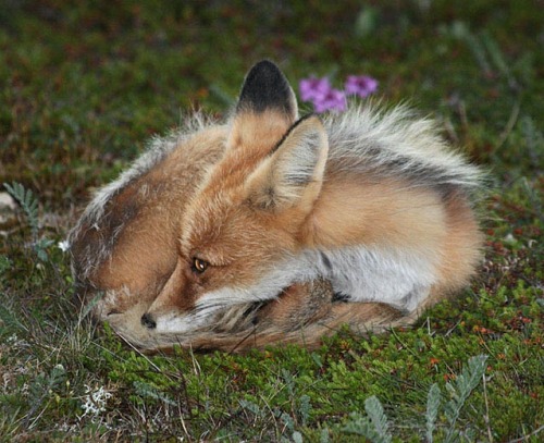 foxpost-generator:floof???