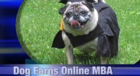 doggos-with-jobs:  Chester is a pug who, after he bought an MBA from a diploma mill for 躔, became an educator about university scams.