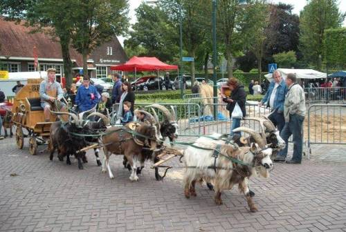 ainawgsd: Non-Equine Draft Animals Part 6-Modern Goat Carts