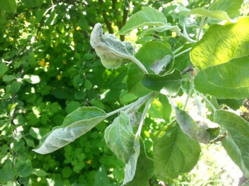 Plenty of conidiospores of powdery mildew fungus (Podosphaera leucotricha) on an apple tree (Malus s