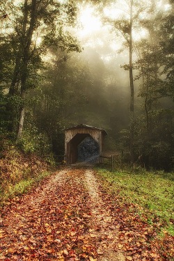 ponderation:  Foggy Lane by Todd Wall 