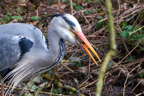 Drama at the pond or Dinner for a Grey Heron