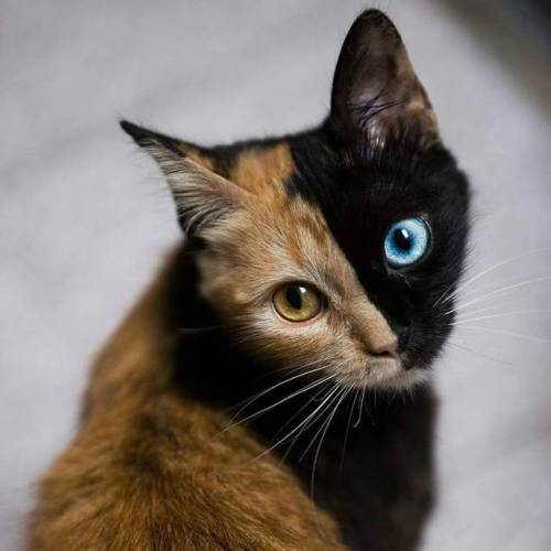 sixpenceee:“Chimera” KittenThis is Quimera, a gorgeous gata from Argentina.Quimera may be what’s kno