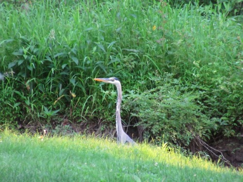 With all those new bills to feed, the great blue herons are hunting every stream and pond.