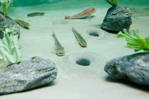 マリンピア松島水族館のサカナ達。ほとんどはこの後に新しく出来た仙台うみの杜水族館に移され、展示されています。