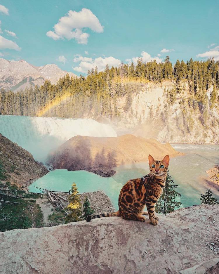 archiemcphee:  Every day is Caturday for Suki the Adventure Cat. Suki is a gorgeous