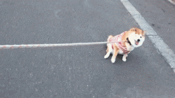 sasaq:  お久しぶりのすりすり  (via Twitter / 柴犬 ペコ @pe9ko12 1, 2) 