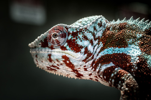 lovingexotics - Panther Chameleon Furcifer pardalis Source - ...