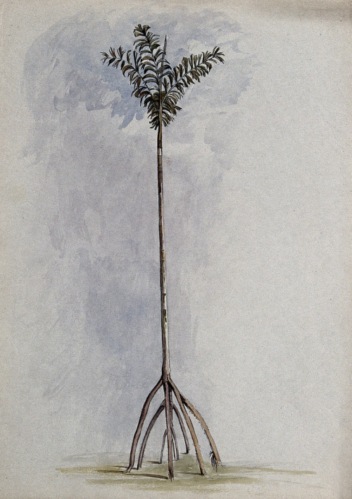A palm tree (Iriartea species), with aerial roots. Watercolor after C. Goodall, 1846.Wellcome Collec