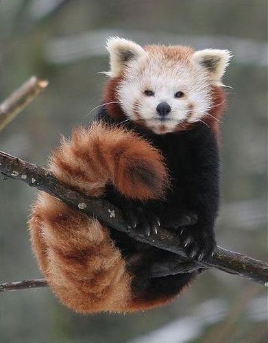 wildlifepower:   R-R-R-RED PANDAS TIME!!! The red panda (Ailurus fulgens), also called